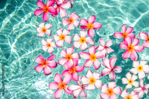 Wallpaper Mural frangipani flower floating in clear blue water, with copy space. Torontodigital.ca