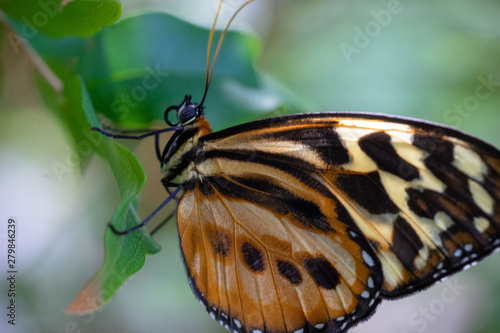 Butterfly on leaf © Steven