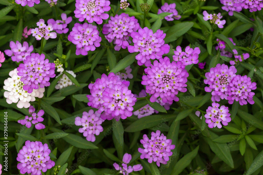 purple flowers in the garden. Iberis linifolia purple flowers in the garden. Iberis linifolia
