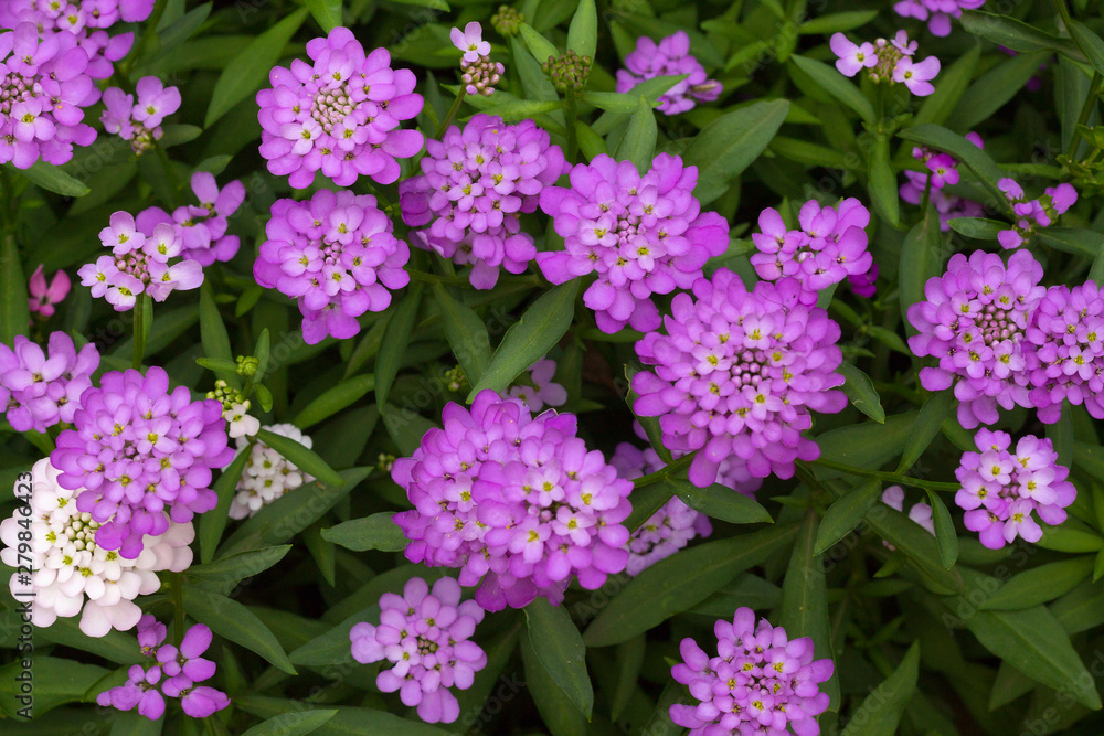 purple flowers in the garden. Iberis linifolia purple flowers in the garden. Iberis linifolia