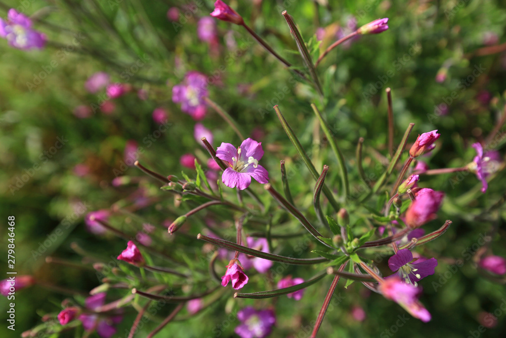Beautiful natural background of wild pink flowers and green grass Beautiful natural background of wild pink flowers and green grass