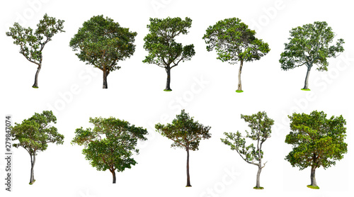 Collection of isolated tree on a white background Isolated trees on white background tree object.
