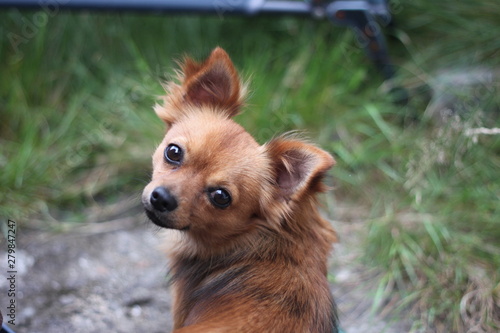 Dog long haired chihuahua