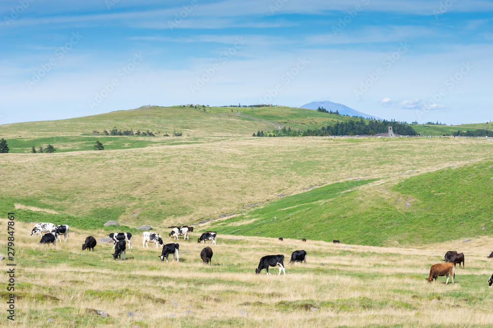 Obraz premium 美ケ原高原 放牧の牛