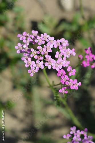 Wallpaper Mural Pink Yarrow Torontodigital.ca