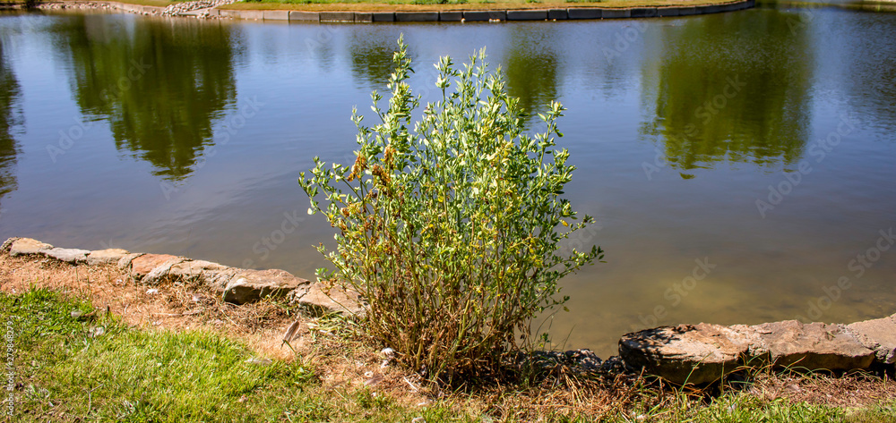 Obraz premium Bush by Water