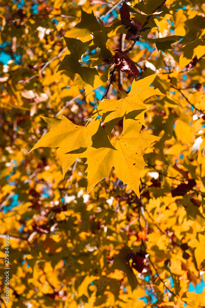autumn leaves background autumn leaves background