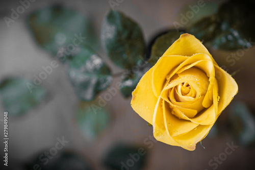 yellow rose on black background