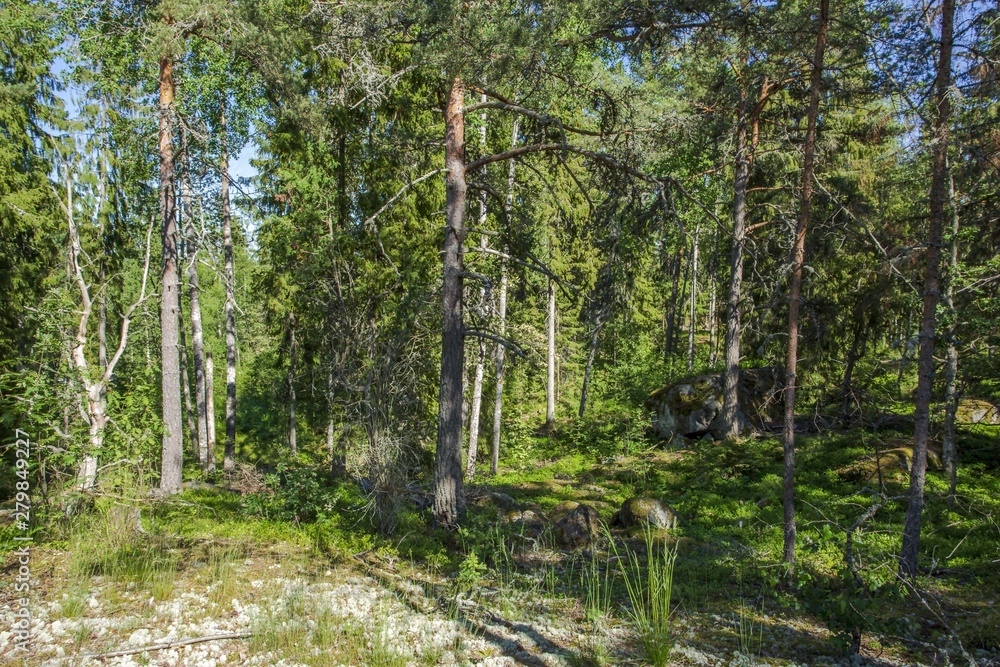 Beautiful view of rocky nature landscape in forest. High green pine trees on blue sky background. Amazing nature landscape background. Sweden, Europe.
