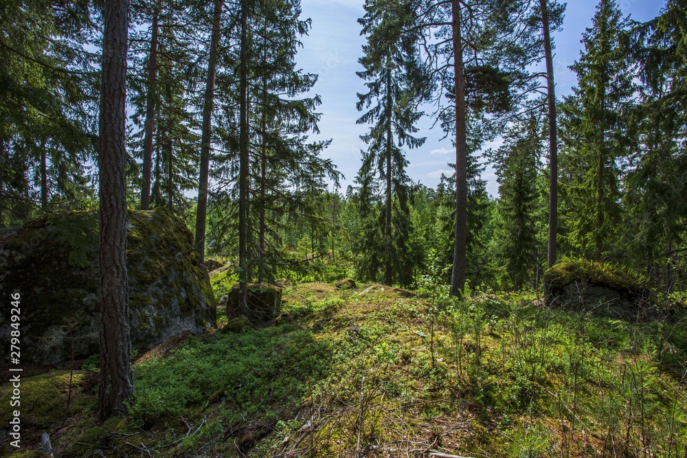 Beautiful view of nature landscape. Green plants and gray rock overgrown with gray moss. Gorgeous nature backgrounds. Beautiful view of nature landscape. Green plants and gray rock overgrown with gray moss. Gorgeous nature backgrounds.