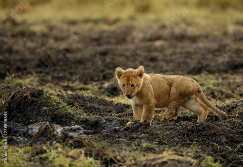 The lion cub playing in the evening hours, Msai Mara, kenya © Dr Ajay Kumar Singh