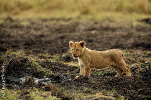 The lion cub playing in the evening hours  Msai Mara  kenya