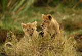 The lion cub playing in the evening hours, Msai Mara, kenya