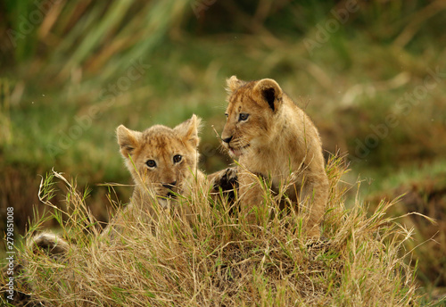 The lion cub playing in the evening hours  Msai Mara  kenya