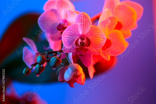 delicate pink Orchid with dew drops close-up on light blue background