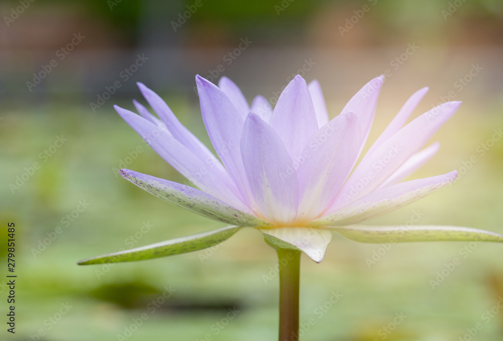 Purple Lotus flowers bloom beautifully in the pool in the Sun in morning sun slowly so soft..