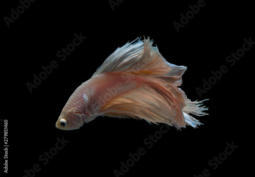  siamese betta fighting isolated on black background. 