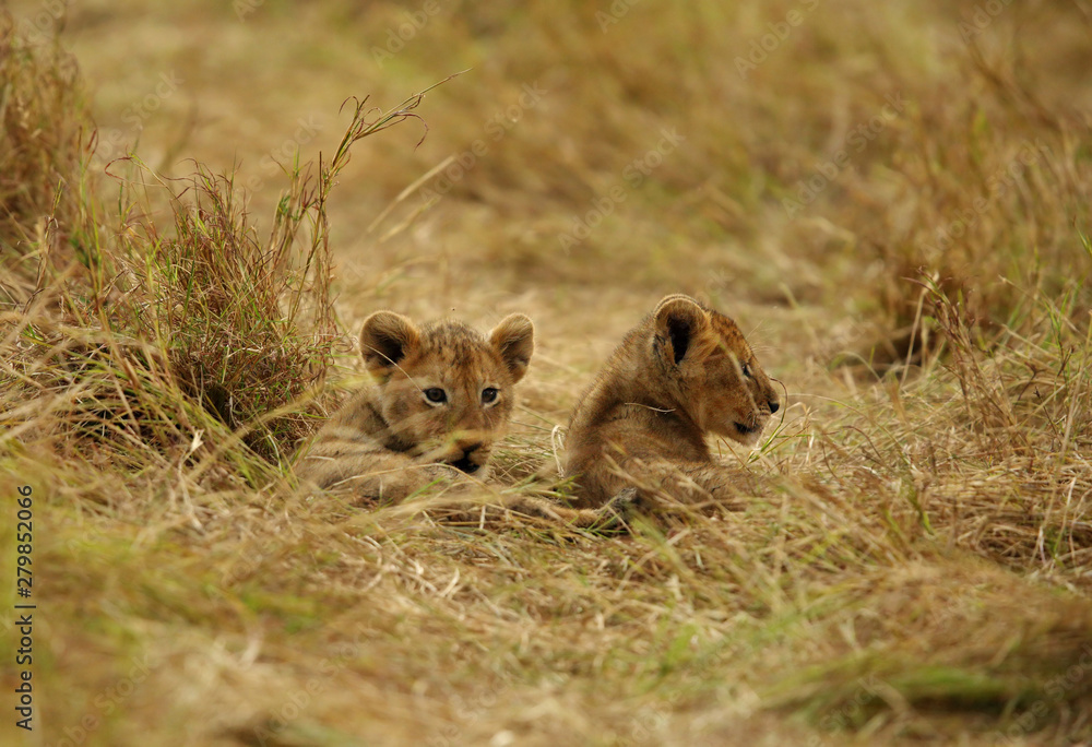 The lion cub playing in the evening hours, Msai Mara, kenya The lion cub playing in the evening hours, Msai Mara, kenya