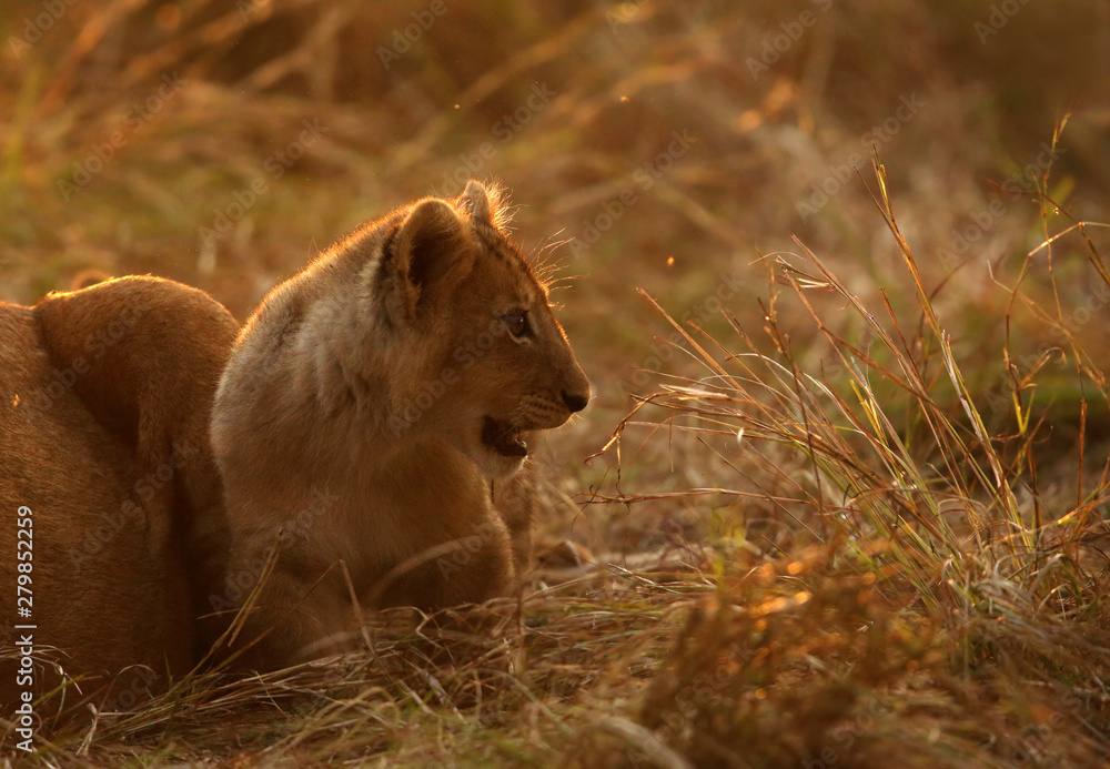 Obraz premium The lion cub playing in the evening hours, Msai Mara, kenya