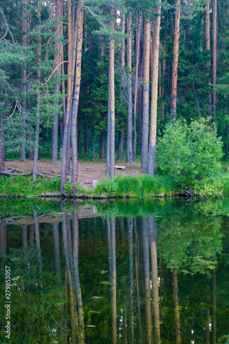 summer landscape of forest lake