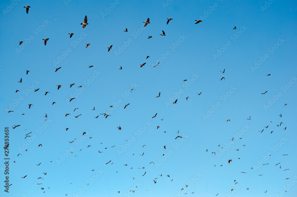 USA, California, Sutter County, Woodland, Fremont Weir State Wildlife Area. A flock of cliff swallows (Petrochelidon pyrrhonoto) fly against a clear blue sky background USA, California, Sutter County, Woodland, Fremont Weir State Wildlife Area. A flock of cliff swallows (Petrochelidon pyrrhonoto) fly against a clear blue sky background