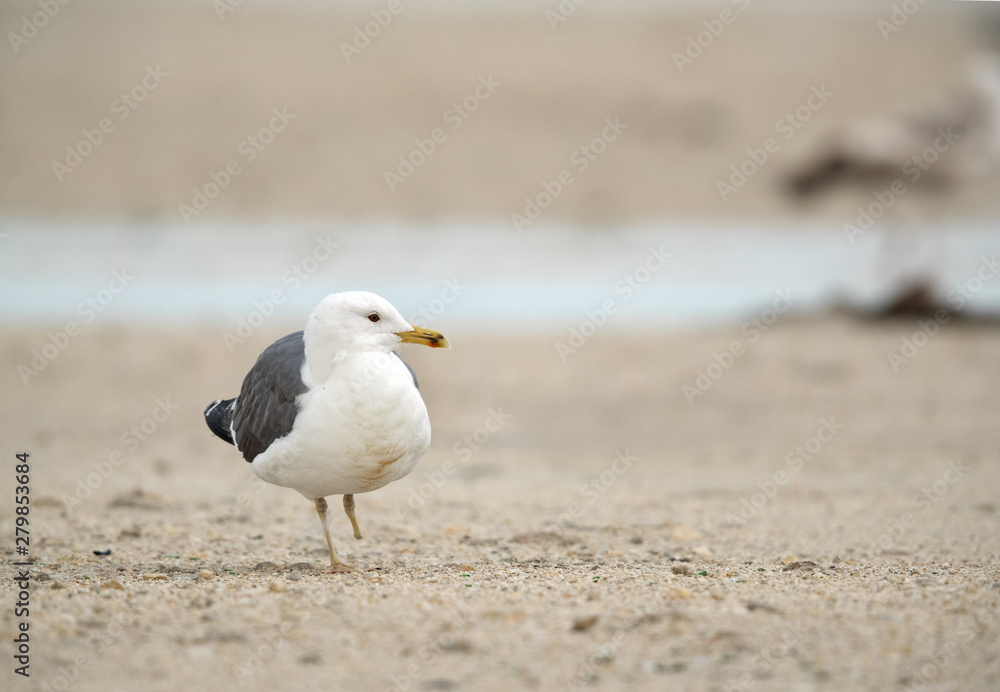 Seagulls are typically medium to large birds and grey or white in color Seagulls are typically medium to large birds and grey or white in color