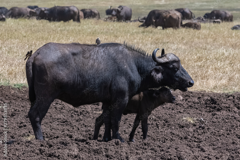 buffalos, the mother and its baby in Tanzania, with birds that eat parasites on the skin of the buffalo buffalos, the mother and its baby in Tanzania, with birds that eat parasites on the skin of the buffalo