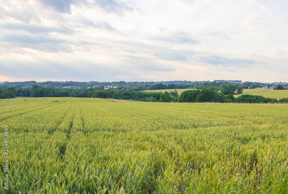 Polish arable fields. Rural landscape. Ripening cereals. Polish arable fields. Rural landscape. Ripening cereals.