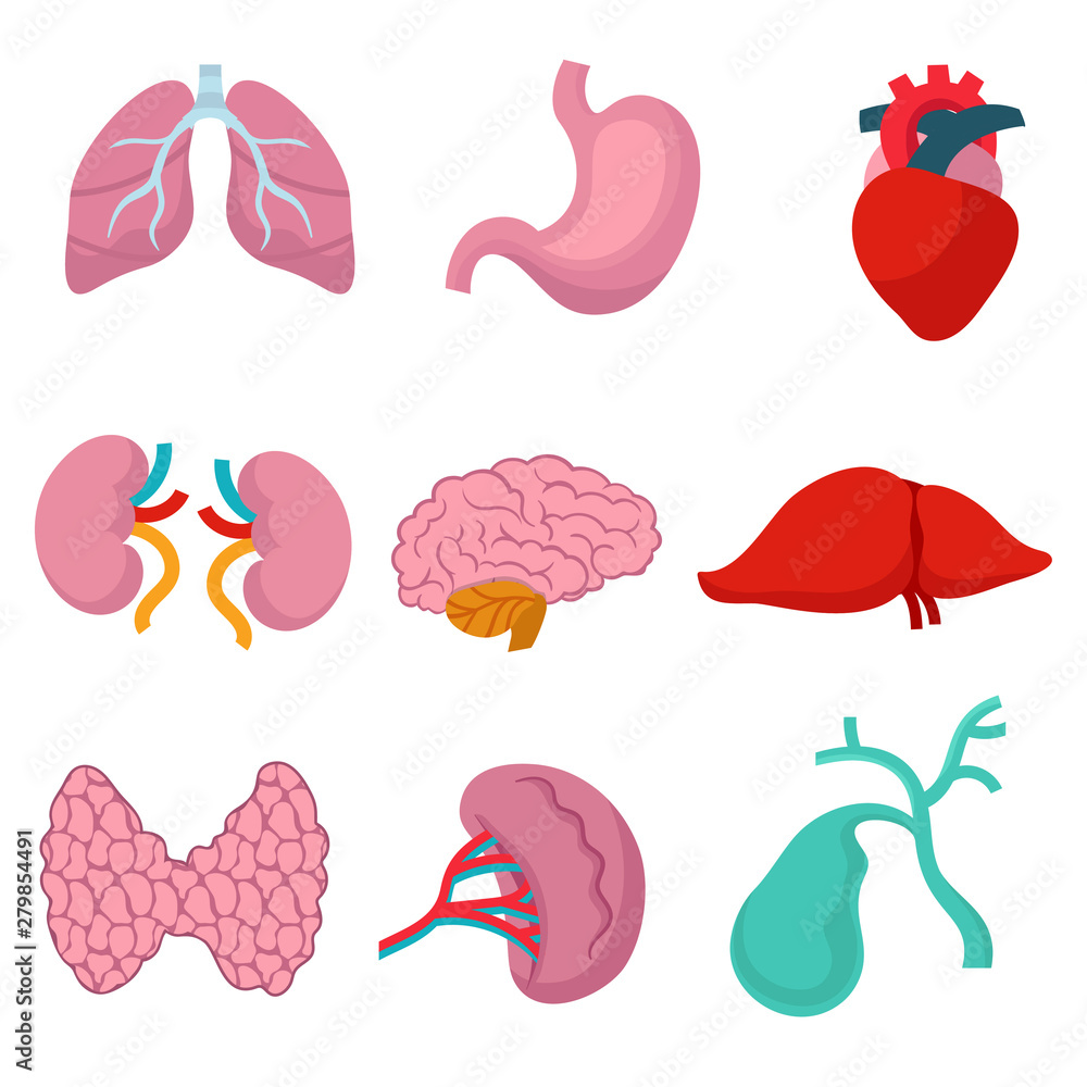 A set of internal organs: the heart, kidneys, lungs, liver, brains, and so on