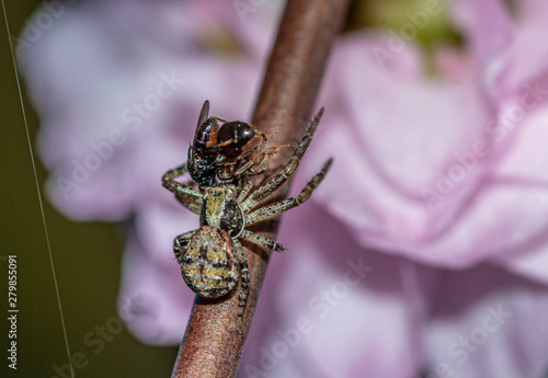 pająk krzyżak z upolowaną muchą i mrówką © Henryk Niestrój