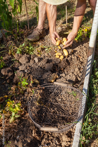 Au potager - récolte des pommes de terre