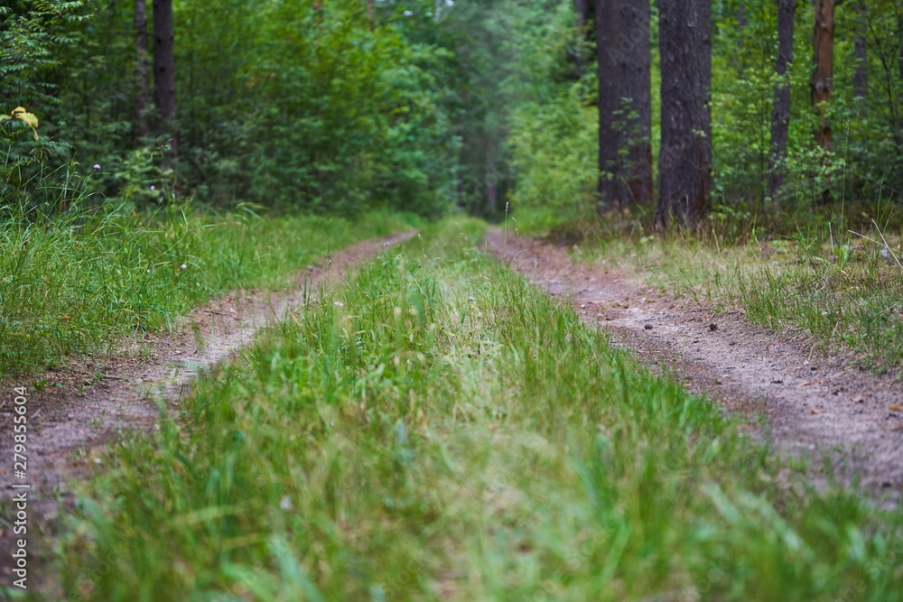 Obraz premium Old dirt road in the middle of the forest on a cloudy day
