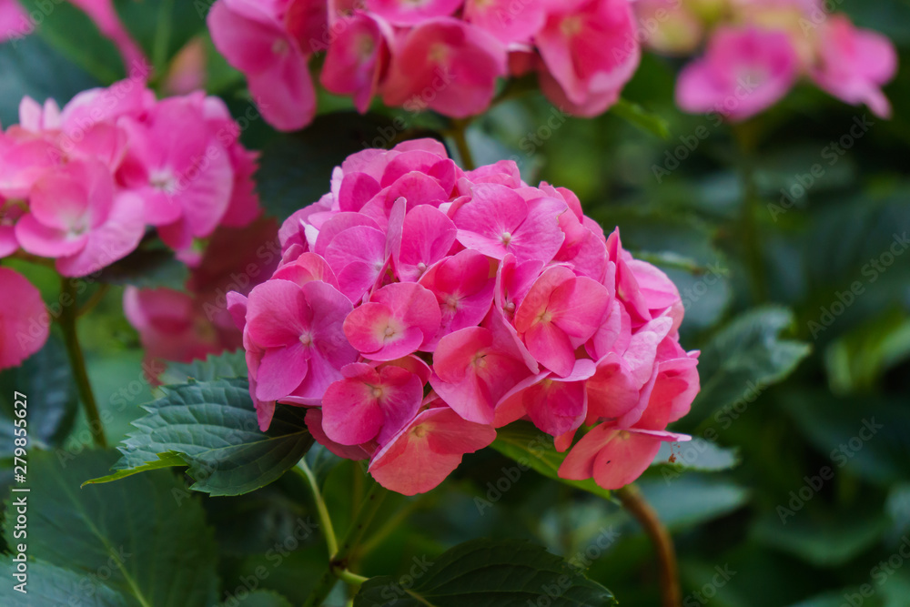 Inflorescence of bright pink hydrangea flowers in the garden. Inflorescence of bright pink hydrangea flowers in the garden.