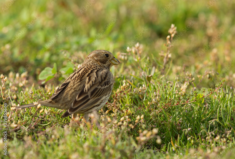Fototapeta premium A corn bunting feeding at Hamala, Bahrain