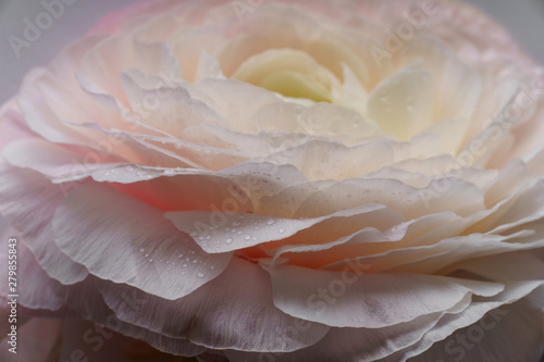 Pink flowers on white background. Close up view. Ranunkulus flower © Anastasiia Nurullina