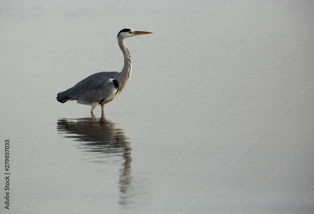 A portrait of a grey heron, Bahrain A portrait of a grey heron, Bahrain