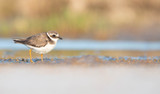 Large plover with special sunset lights in Huelva