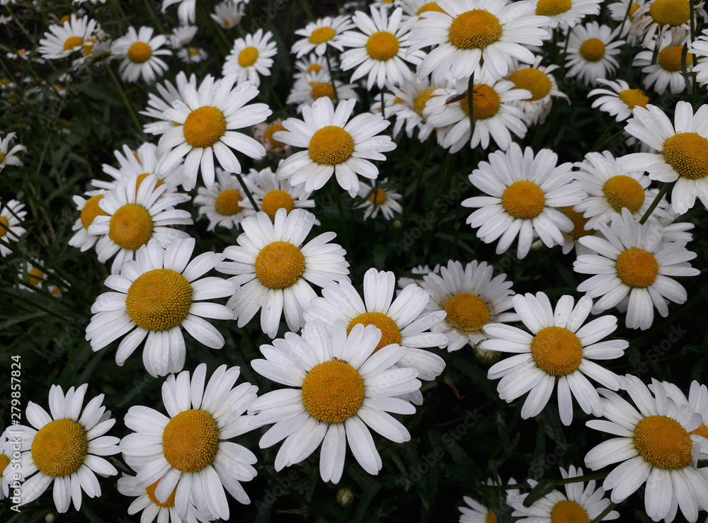 daisies on green background daisies on green background