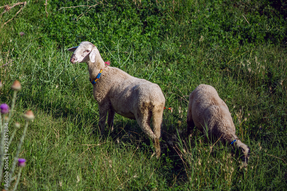 Obraz premium two young sheep grazing on a green meadow