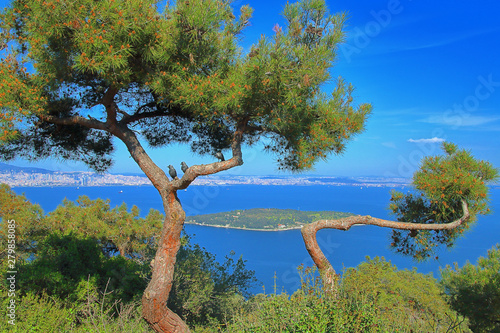 Landscape of the island Sedef Adasi with crows sitting on a pine tree in the foreground.