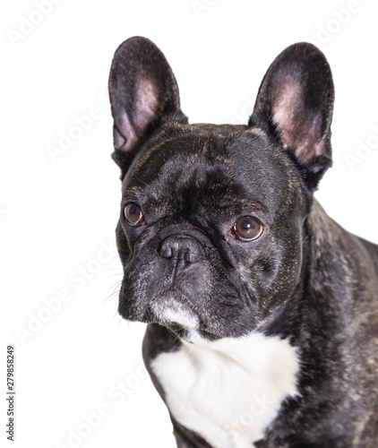 french bulldog breed dog © Olexandr