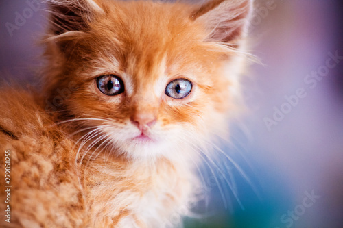 Cute little red kitten with amazing blue eyes © The Len