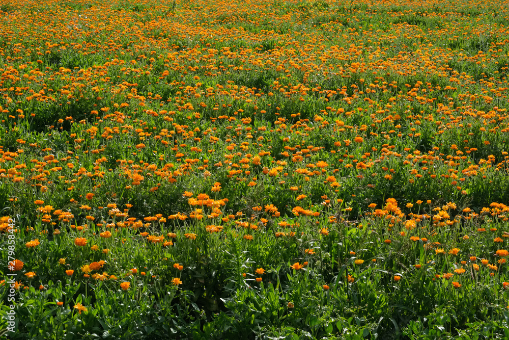 Orange calendula field. Healthy marigold flowers. Orange calendula field. Healthy marigold flowers.