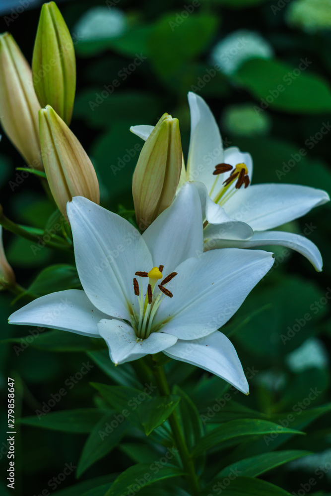 Fototapeta premium Blossoming white lilies with a garden in the village.