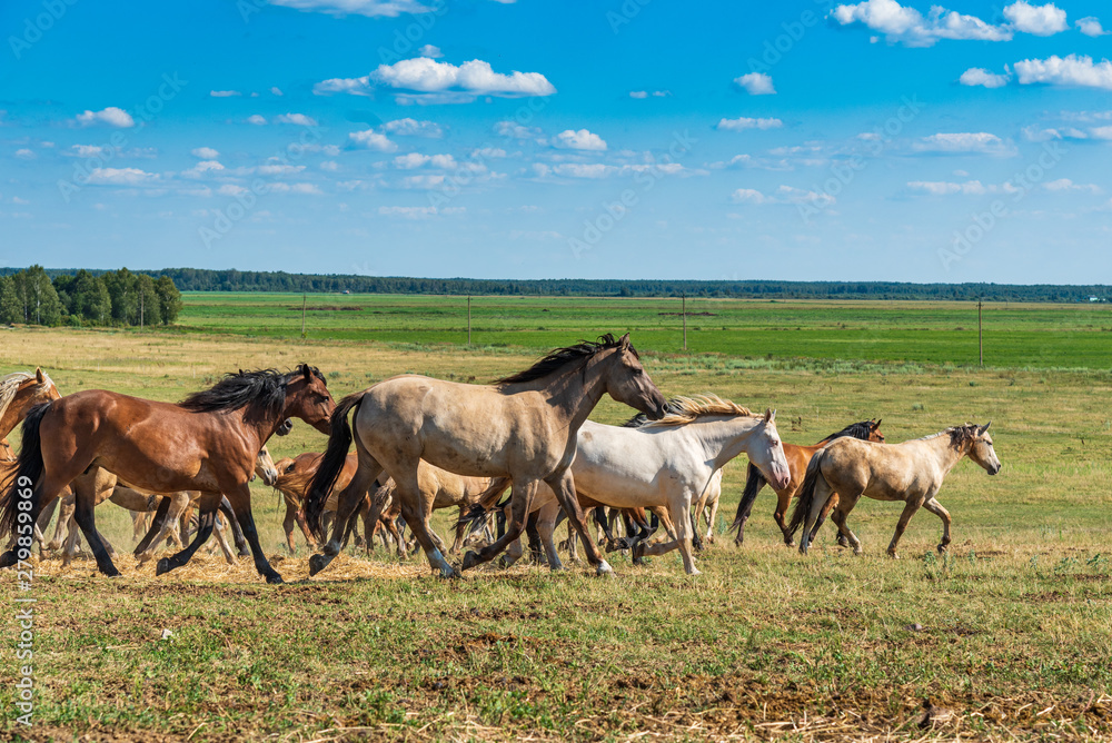 Herd of horses galloping across the field.