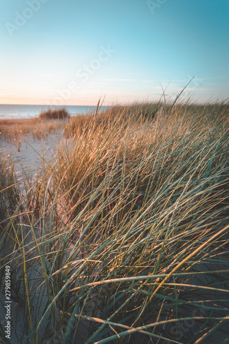 Dunes at sunset on bright blue days at the beach. Dune grass blowing in the summer breeze