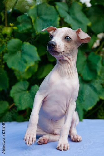 American Hairless Terrier puppy on a background of green leaves. Selective focus