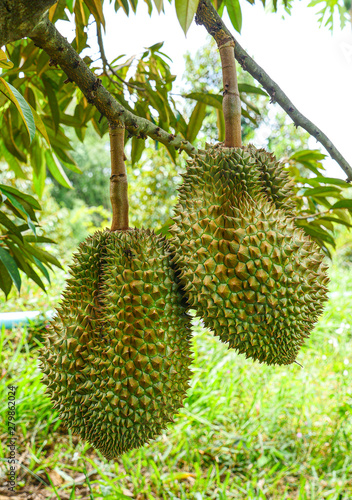 Durian tropical fruit  on durian tree plant in garden © moderngolf1984