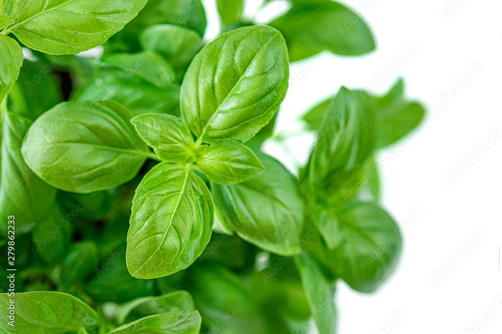 Basil Isolated. Fresh Green Basil plant for healthy cooking, herbs and spices close up Basil Isolated. Fresh Green Basil plant for healthy cooking, herbs and spices close up