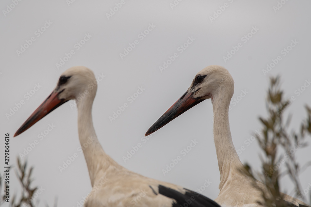 Obraz premium A pair of Storks.